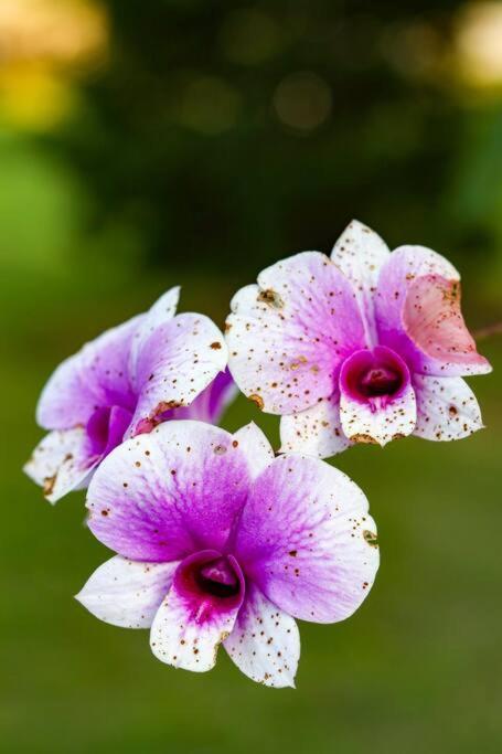 Recanto Dos Beija Flores, Chale Lantana C Монти-Алегри-ду-Сул Экстерьер фото
